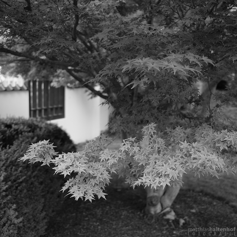 Japanischer Garten Bad Langensalza 4